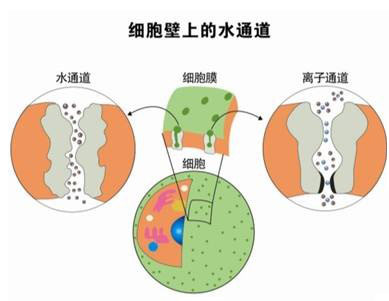 �ڲ�����Ϸ������(�й�)רҵ����,����Ϊ��